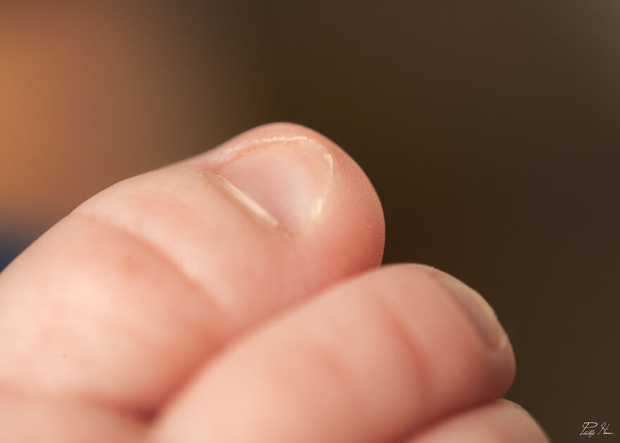 16 Photos Taken With My Homemade Macro Lens, And How To Make Your Own