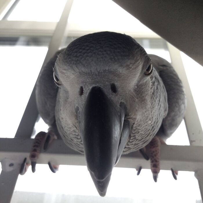 Grumpy, Thy Name Is African Grey Parrot