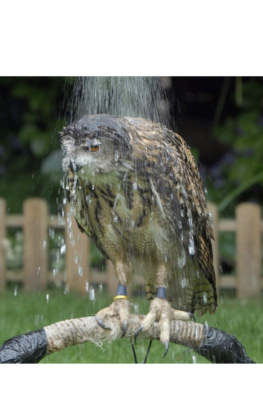 This Collection Of Wet Owls Is Everything You Need Today
