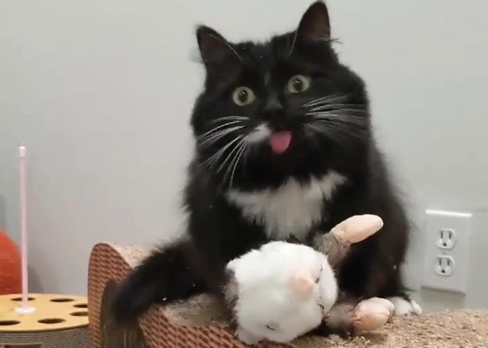 Kitty Becomes Internet Sensation After His Mom Catches Him Stealing Her Daughter’s Toys With Hidden Cameras