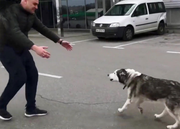 Wholesome Video Shows The Moment A Husky Is Reunited With Its Owner In Bucha, Ukraine, After Separation Caused By Russian Attacks