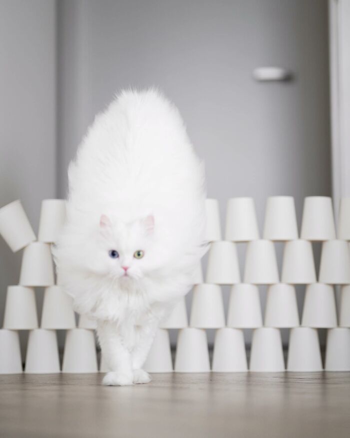 Esta gata se vuelve viral en las redes sociales al completar desafiantes pruebas de obstáculos