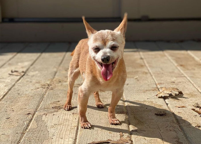 Happy 23rd Birthday To Bully The Chihuahua, Becoming The Oldest Dog At His Rescue