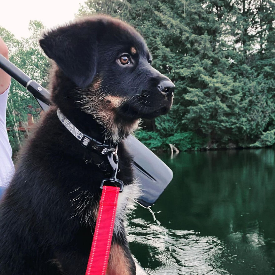 I Spent 1 Year Taking Pictures Of My Shepsky Rotty Puppy, And Here Are The 14 Best Ones I Spent 1 Year Taking Pictures Of My Shepsky Rotty Puppy, And Here Are The 14 Best Ones