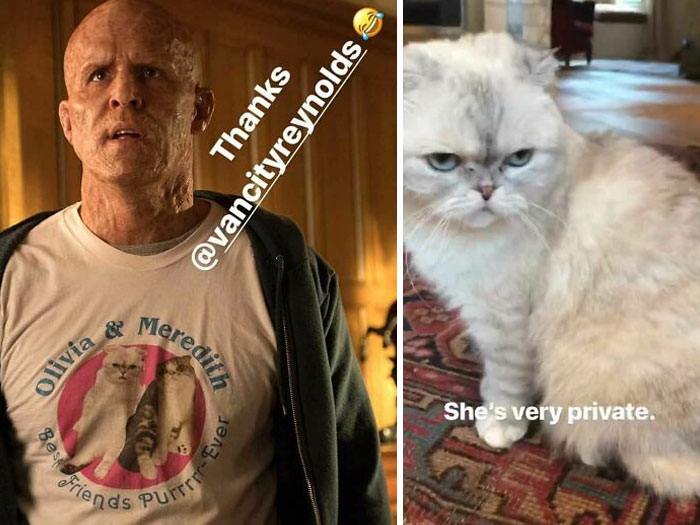 In Deadpool 2 (2018), Wade Wears A Shirt That Says: "Olivia & Meredith. Best Friends Purrrr-Ever". The Two Cats Actually Belong To Taylor Swift. The Production Crew Had To Get Permission From Her To Use Their Image