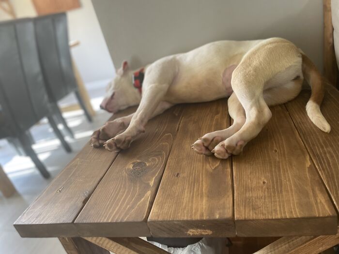 My Deaf Girl, Annie. She Sleeps On The Table