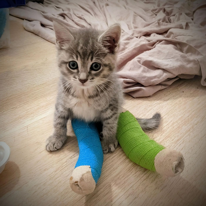 Rescued Kitten With Broken Legs