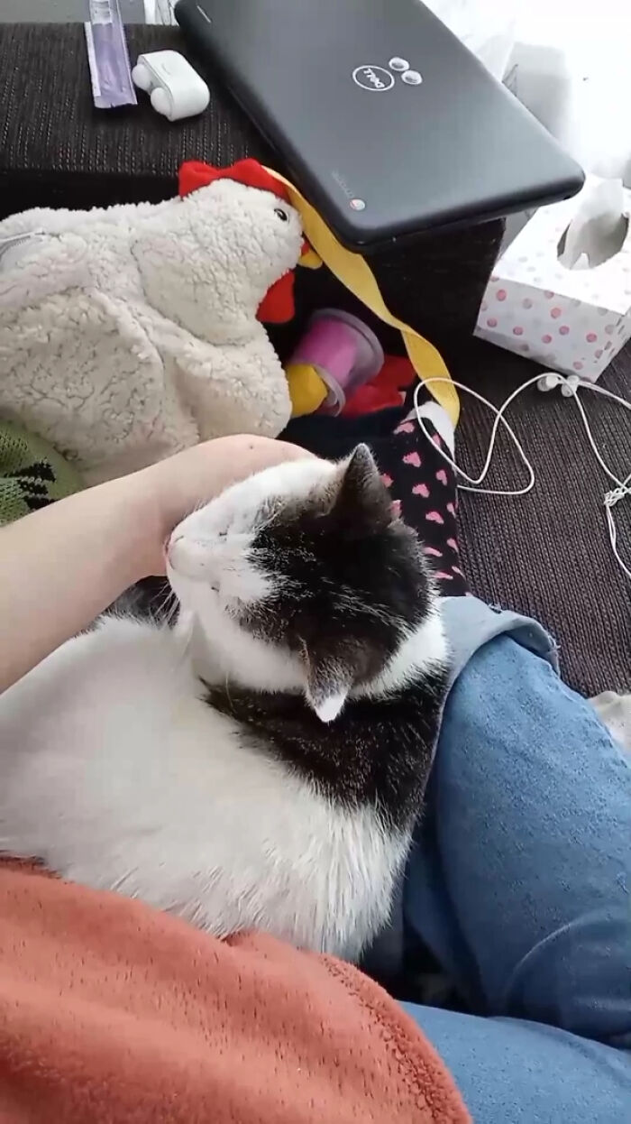 Our Rescue Stray Cat Poesko Cuddled Up To Me For The First Time ! :d