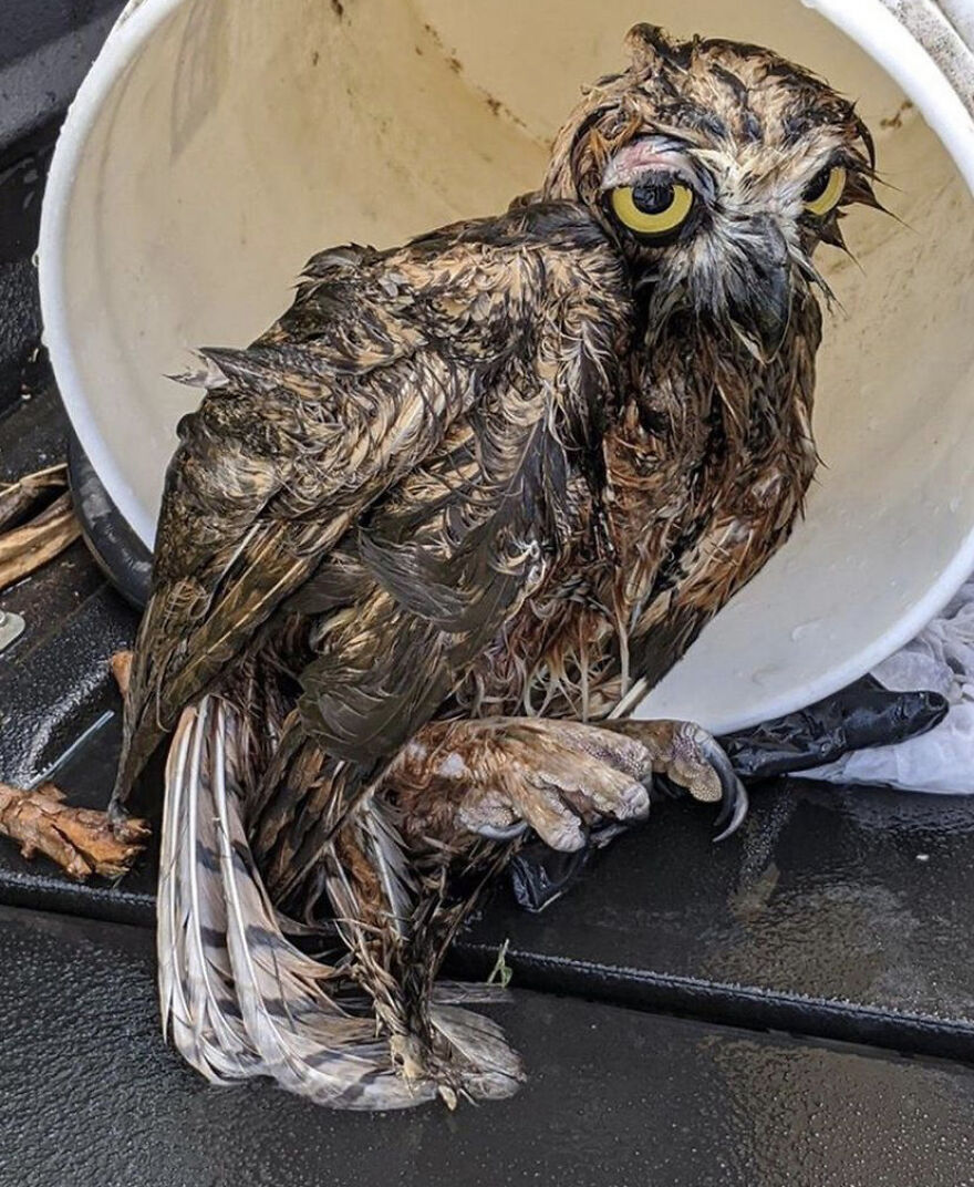 This Collection Of Wet Owls Is Everything You Need Today