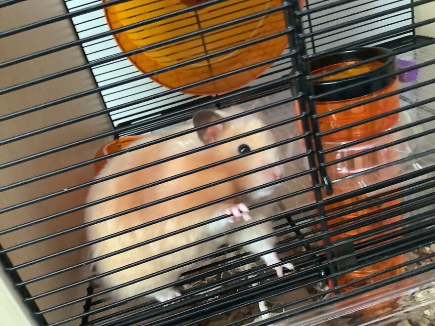 Heart Warming Hamster, Marshmallow!