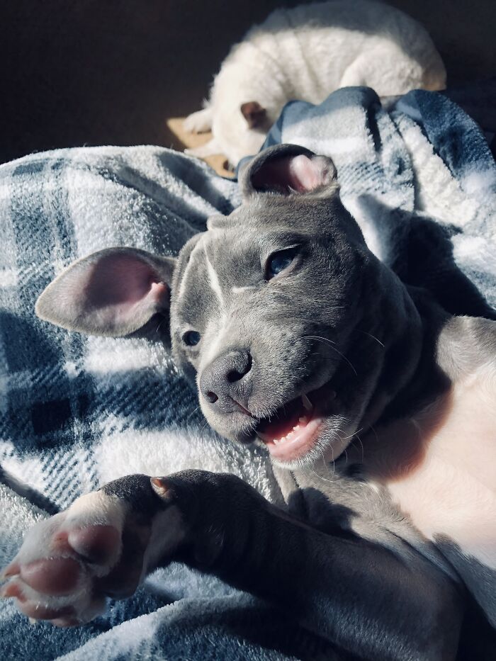 Indigo, The Happiest Puppy I’ve Ever Known.