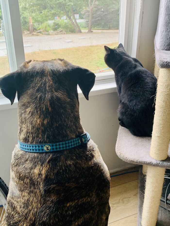 Tank & Cat Man Do Spying Together