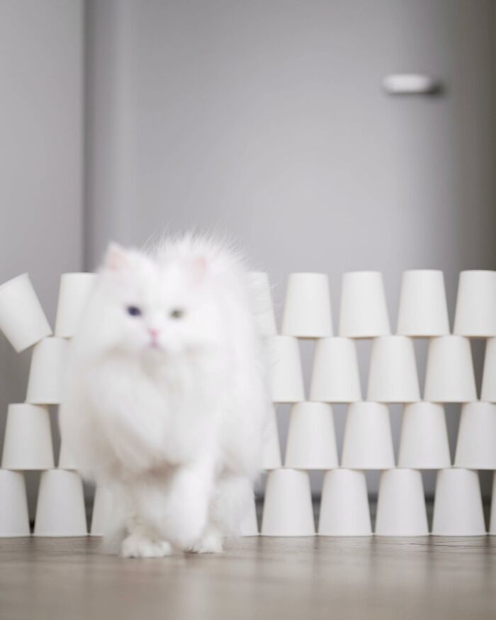 Esta gata se vuelve viral en las redes sociales al completar desafiantes pruebas de obstáculos