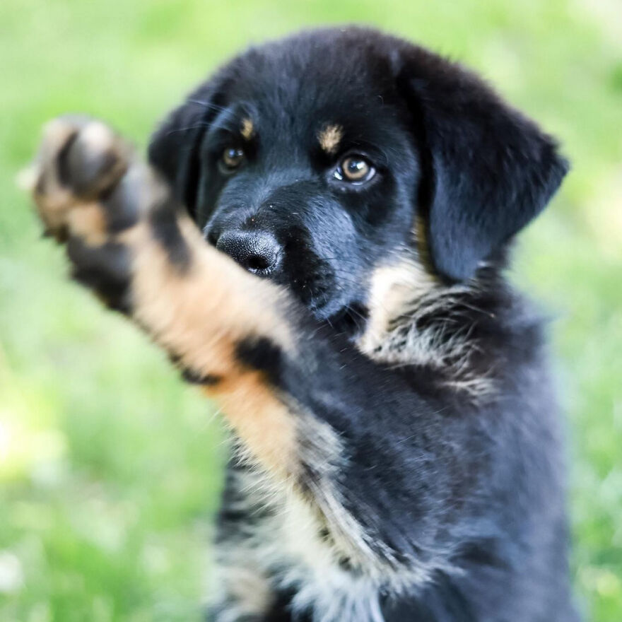 I Spent 1 Year Taking Pictures Of My Shepsky Rotty Puppy, And Here Are The 14 Best Ones I Spent 1 Year Taking Pictures Of My Shepsky Rotty Puppy, And Here Are The 14 Best Ones