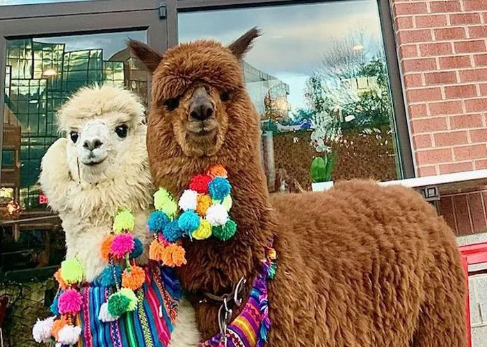 Johnny Depp's Fan Brought Two Emotional Support Alpacas Outside The Court To "Brighten His Day" | Bored Panda