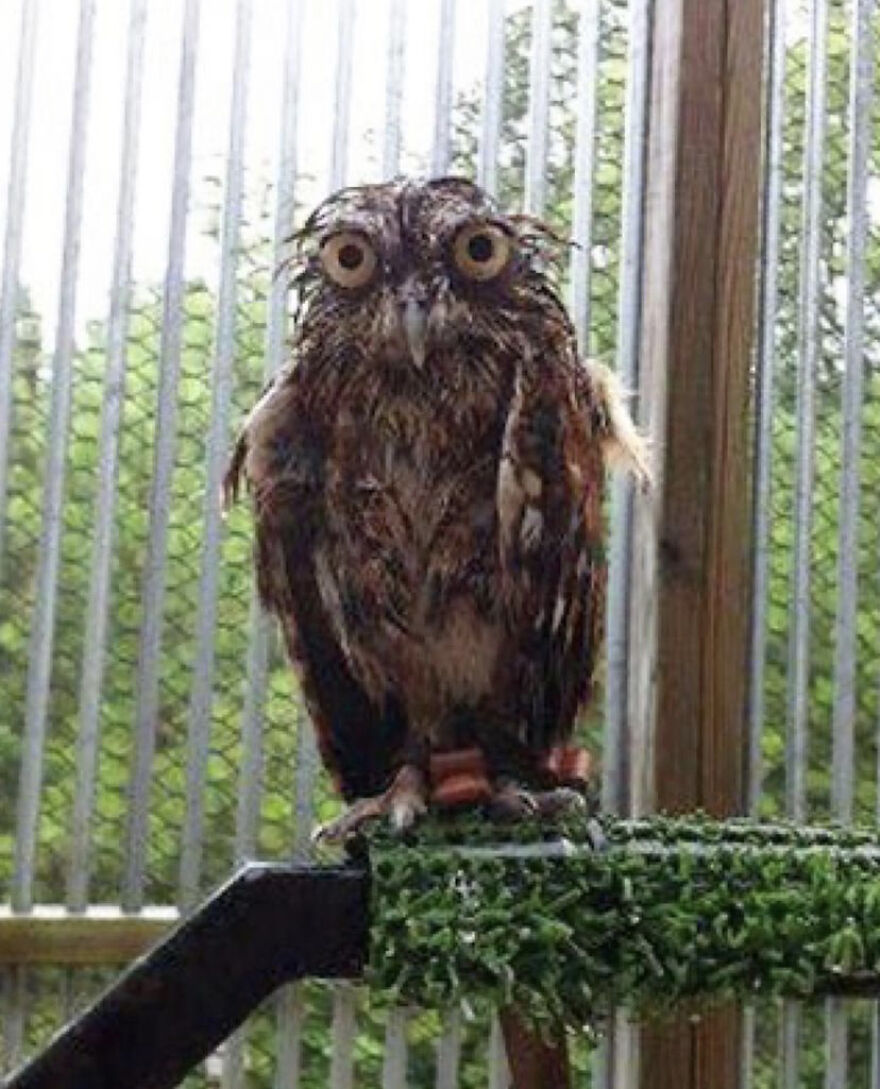 This Collection Of Wet Owls Is Everything You Need Today