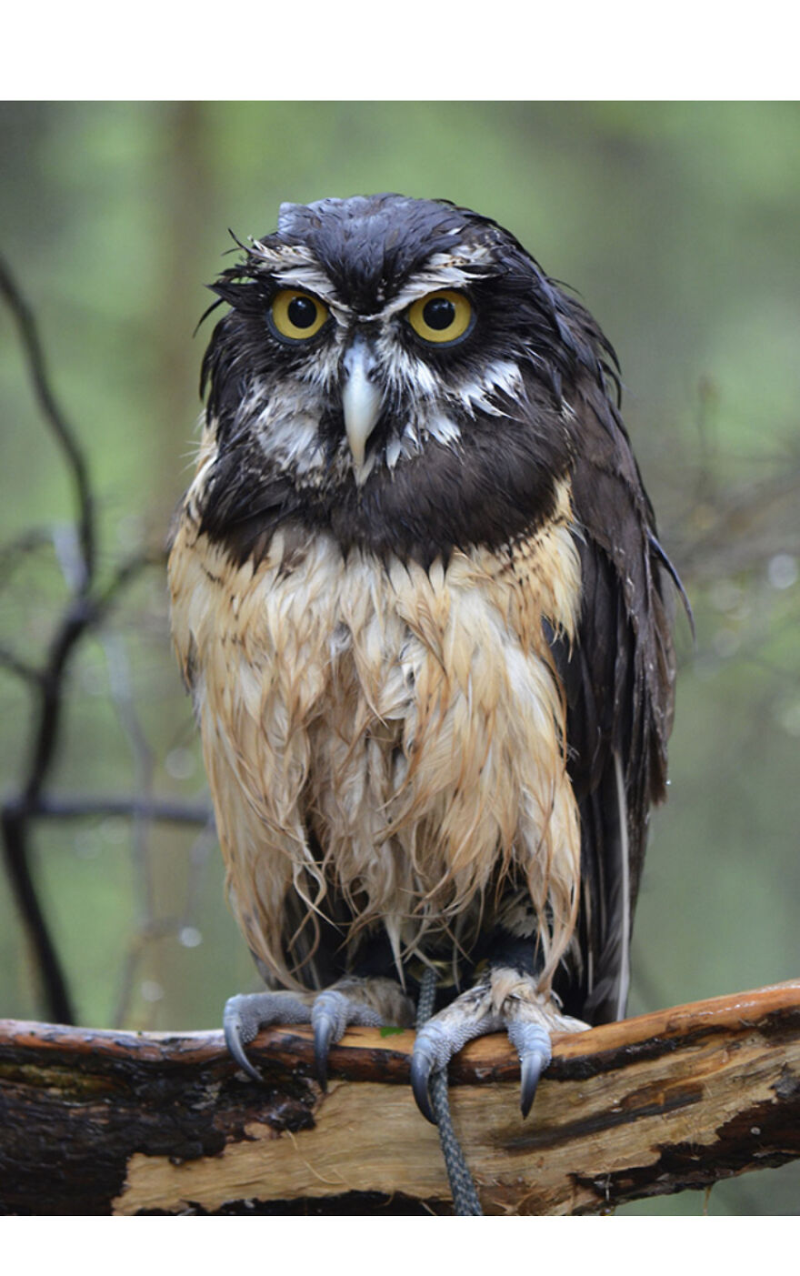 This Collection Of Wet Owls Is Everything You Need Today