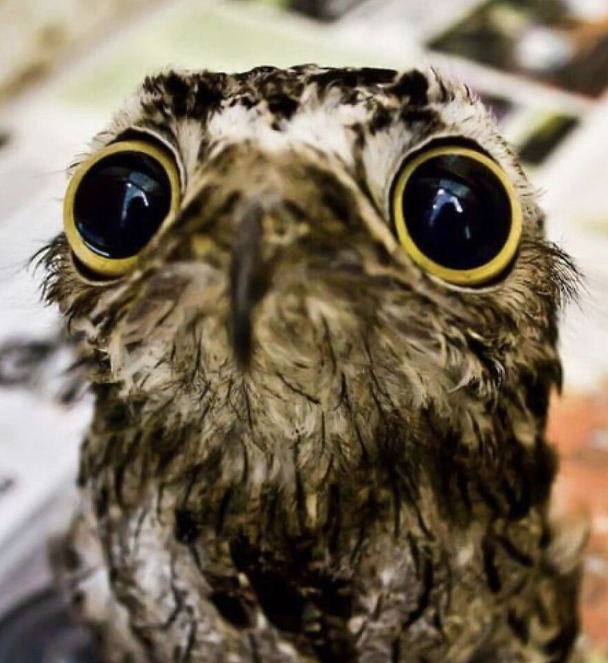This Collection Of Wet Owls Is Everything You Need Today