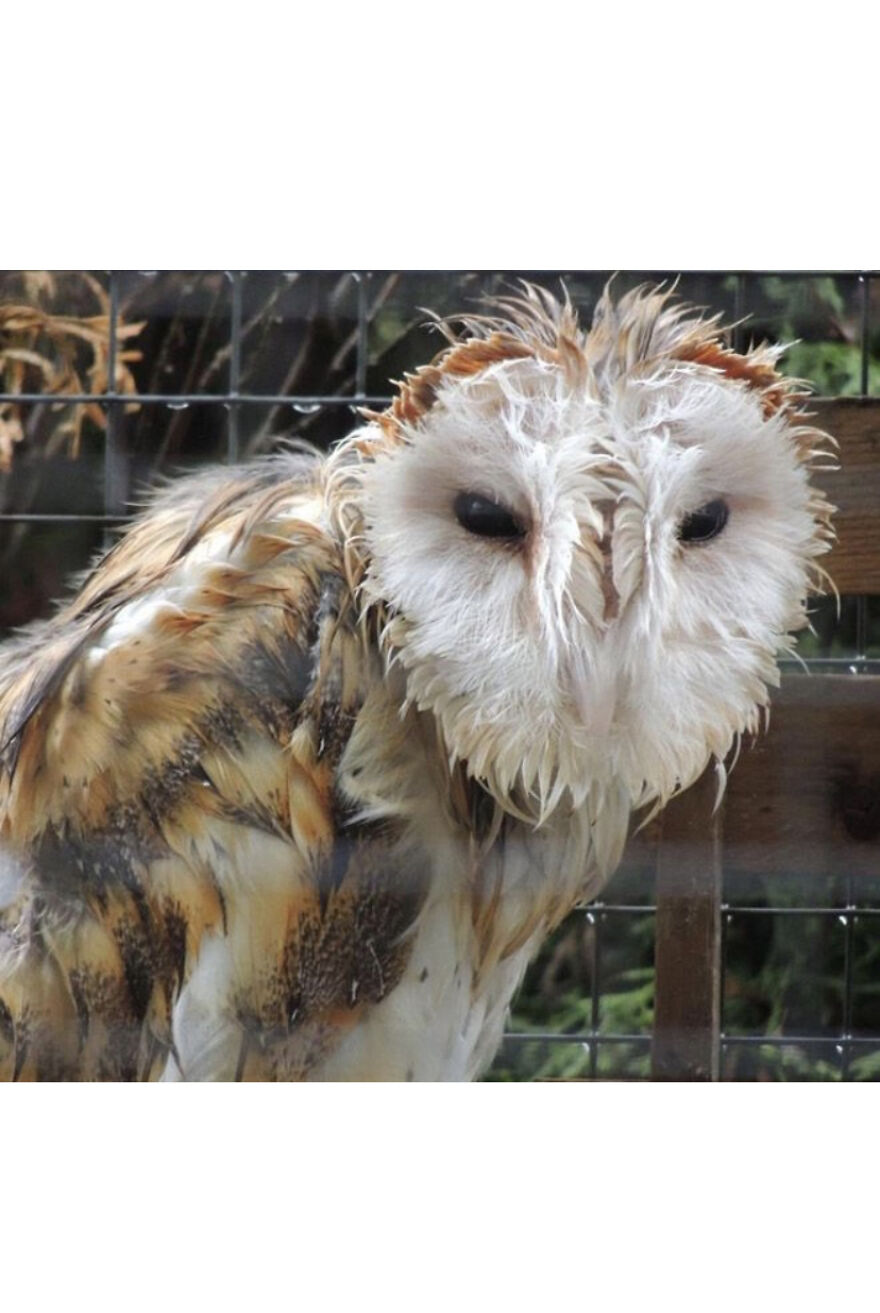 This Collection Of Wet Owls Is Everything You Need Today
