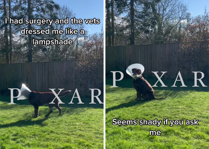 “It’s Always The Dads Who Didn’t Want A Dog That End Up Loving Them The Most”: Dad Wears An E Collar To Lift His Pup’s Spirits After Surgery “It’s Always The Dads Who Didn’t Want A Dog That End Up Loving Them The Most”: Dad Wears An E Collar To Lift His Pup’s Spirits After Surgery