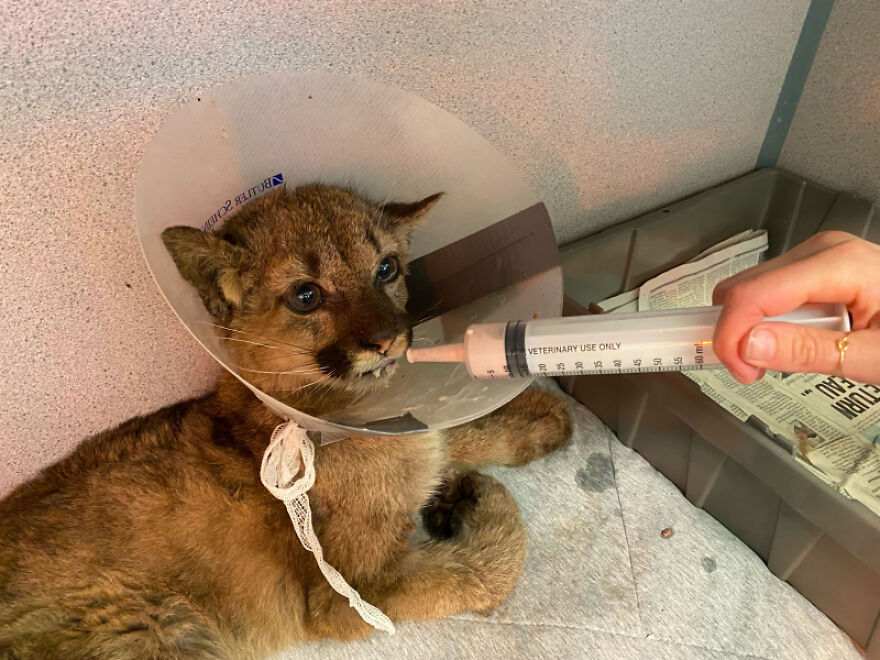 Oakland Zoo Rescues And Rehabilitates A "Feisty" Starving Mountain Lion Cub