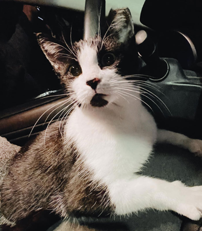 Delivery Driver Leaves Car For A Second, Comes Back To Find A Cat In The Passenger Seat