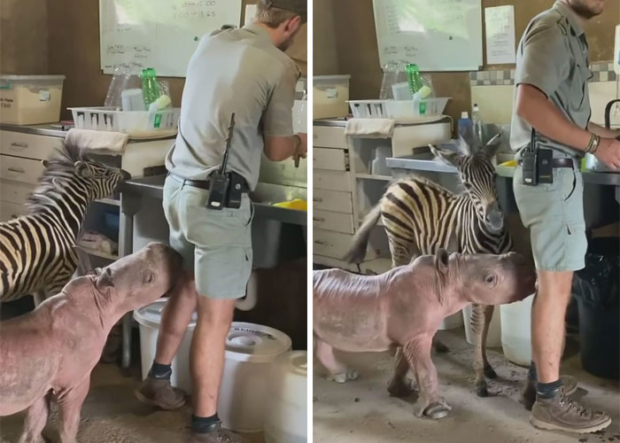 Orphan Rhino Sanctuary Finds An Abandoned Zebra And Takes It Under Their Care, Gifting A Best Friend To One Of The Rhinos There