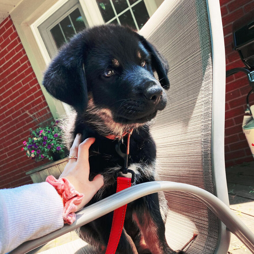 I Spent 1 Year Taking Pictures Of My Shepsky Rotty Puppy, And Here Are The 14 Best Ones I Spent 1 Year Taking Pictures Of My Shepsky Rotty Puppy, And Here Are The 14 Best Ones