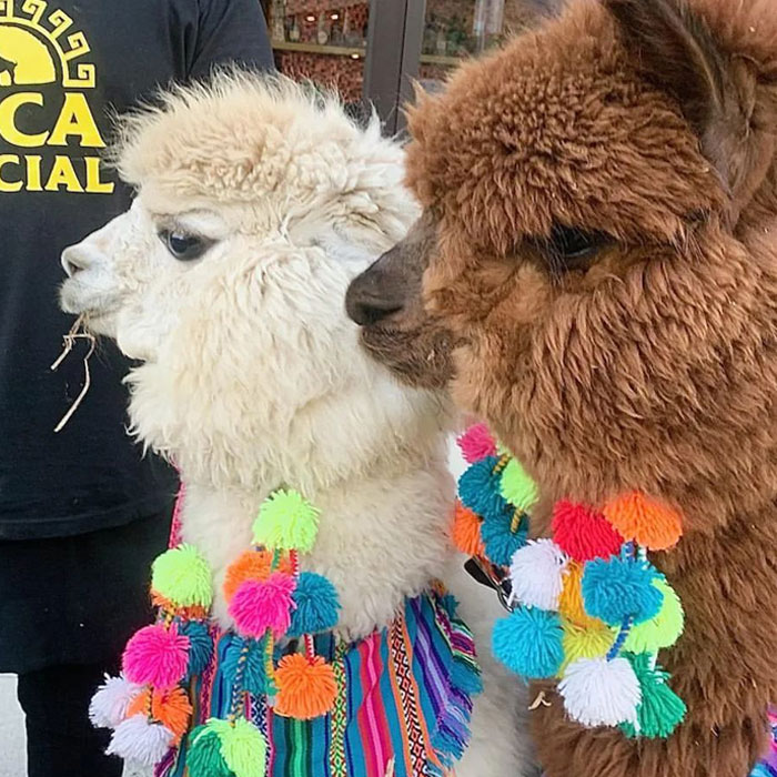 Johnny Depp’s Fan Brought Two Emotional Support Alpacas Outside The Court To “Brighten His Day” Johnny Depp’s Fan Brought Two Emotional Support Alpacas Outside The Court To “Brighten His Day”