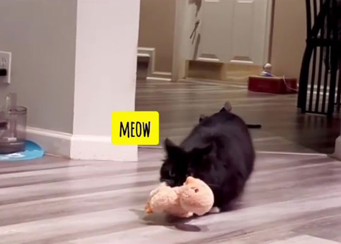 Kitty Becomes Internet Sensation After His Mom Catches Him Stealing Her Daughter’s Toys With Hidden Cameras Kitty Becomes Internet Sensation After His Mom Catches Him Stealing Her Daughter’s Toys With Hidden Cameras