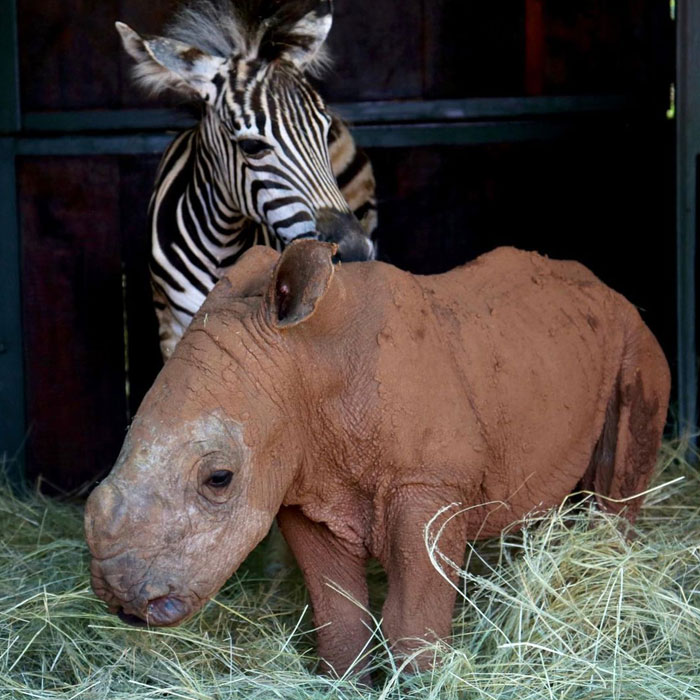 Orphan Rhino Sanctuary Finds An Abandoned Zebra And Takes It Under Their Care, Gifting A Best Friend To One Of The Rhinos There Orphan Rhino Sanctuary Finds An Abandoned Zebra And Takes It Under Their Care, Gifting A Best Friend To One Of The Rhinos There