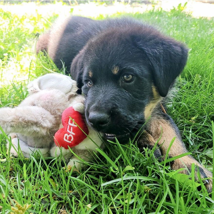 I Spent 1 Year Taking Pictures Of My Shepsky Rotty Puppy, And Here Are The 14 Best Ones I Spent 1 Year Taking Pictures Of My Shepsky Rotty Puppy, And Here Are The 14 Best Ones