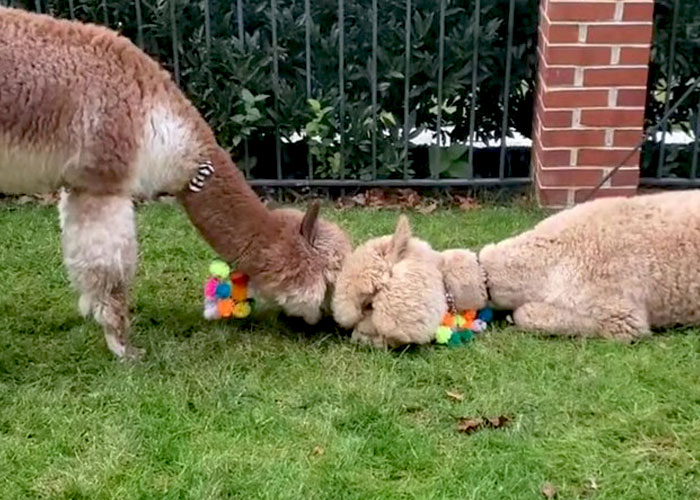 Johnny Depp’s Fan Brought Two Emotional Support Alpacas Outside The Court To “Brighten His Day”