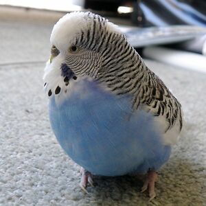 jaydenupperco avatar