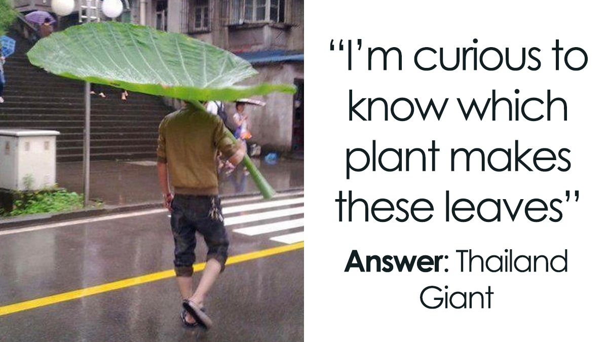 40 Of The Most Mysterious Plants These People Found And Asked What They Are