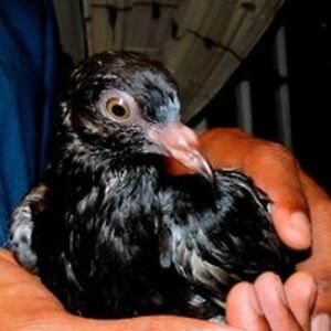 a_joyous_noise avatar