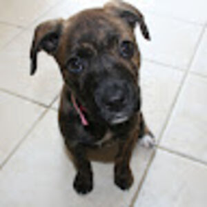 tiffanyrobertson avatar