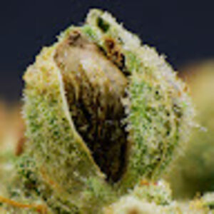 sparkedinterest avatar