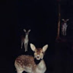 virginiedemozland avatar