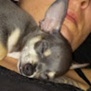 elizabethgonzalez avatar