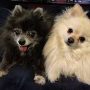 pixiesticks013 avatar