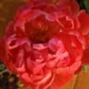 maryannbailey avatar