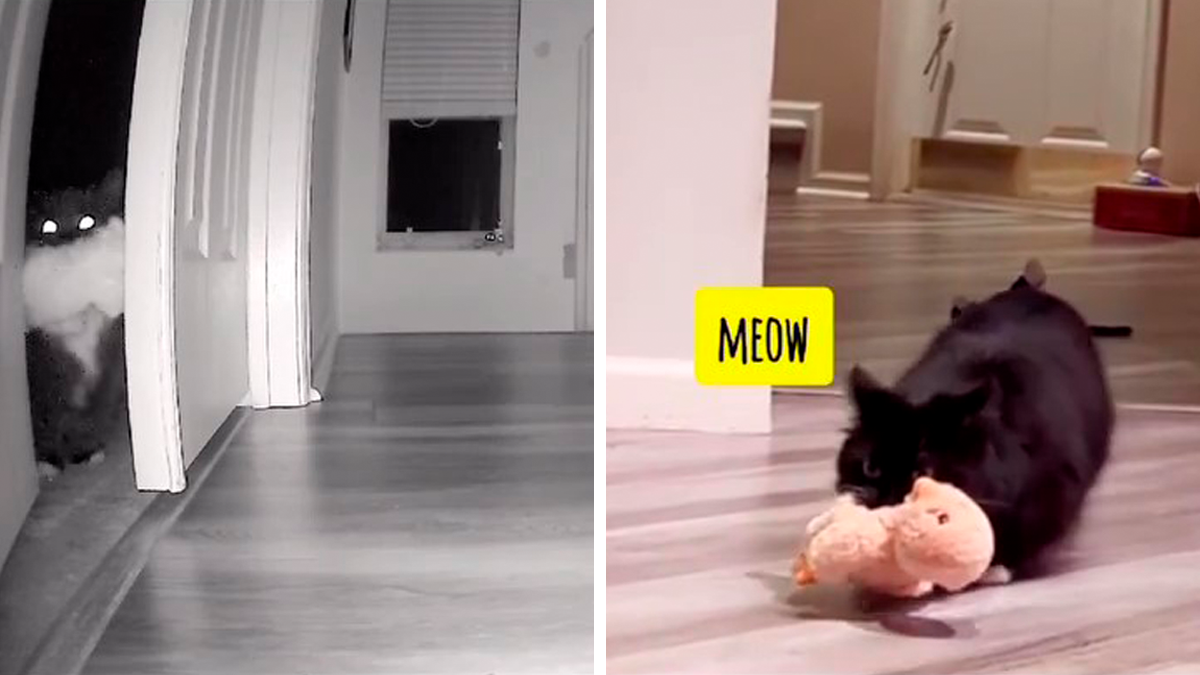 Kitty Becomes Internet Sensation After His Mom Catches Him Stealing Her Daughter’s Toys With Hidden Cameras