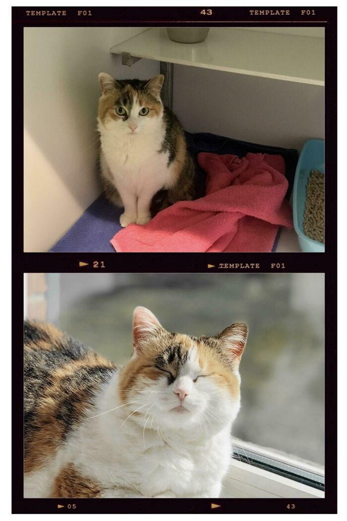 Disney Before And After Adoption