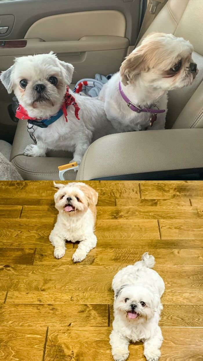 Peach & Chubbs Are A Bonded Senior Pair From The Home Of An Elderly Woman Who Passed Away In Late 2020