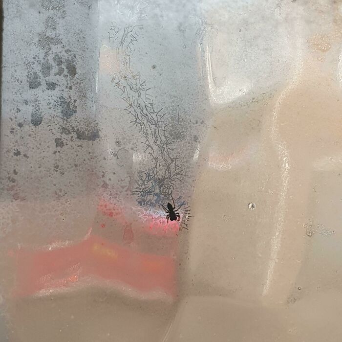 Huellas de araña en la ventana del baño