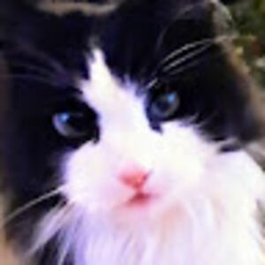 eveliinamyllymaki avatar