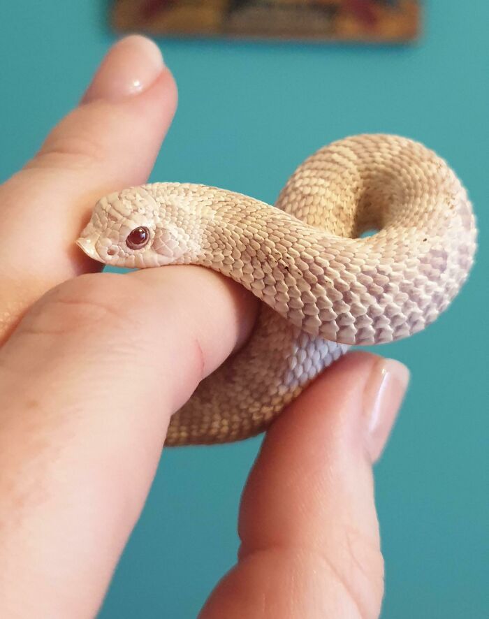 Not Sure If Y'all Like Snakes Here, But Here's Ma Little Baby Girl