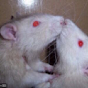 peytonmarleau avatar