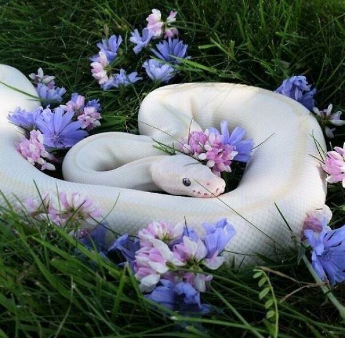 This Precious Danger Noodle Could Be An Instagram Model